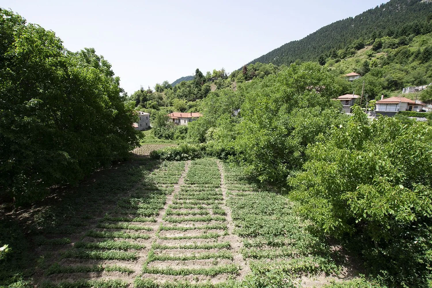 Οι πλαγιές πάνω από το χωριό